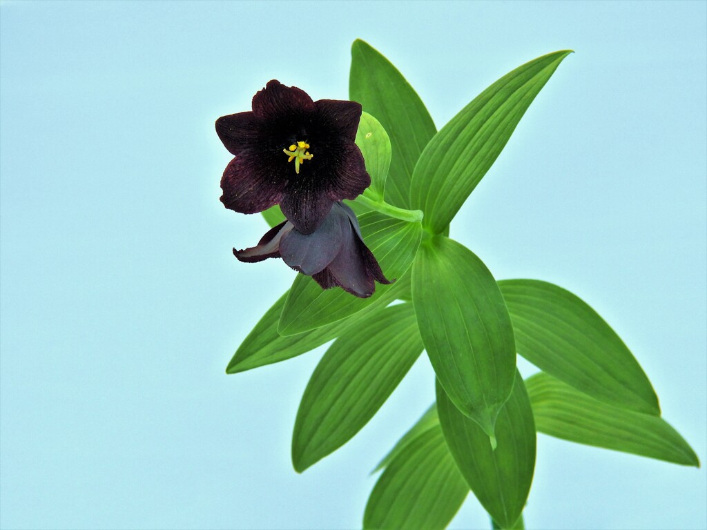 黒百合 by sam777 （ID：11741693） - 写真共有サイト:PHOTOHITO