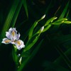 胡蝶花