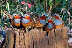 コジュケイの家族