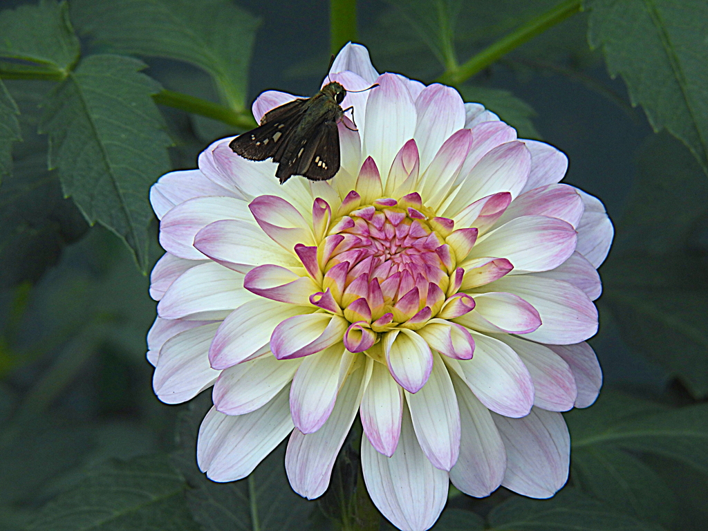 花と蝶