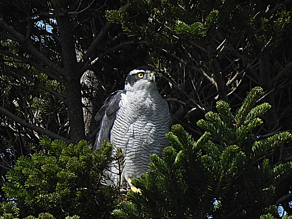 井の頭公園の大鷹