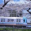 井の頭線と桜