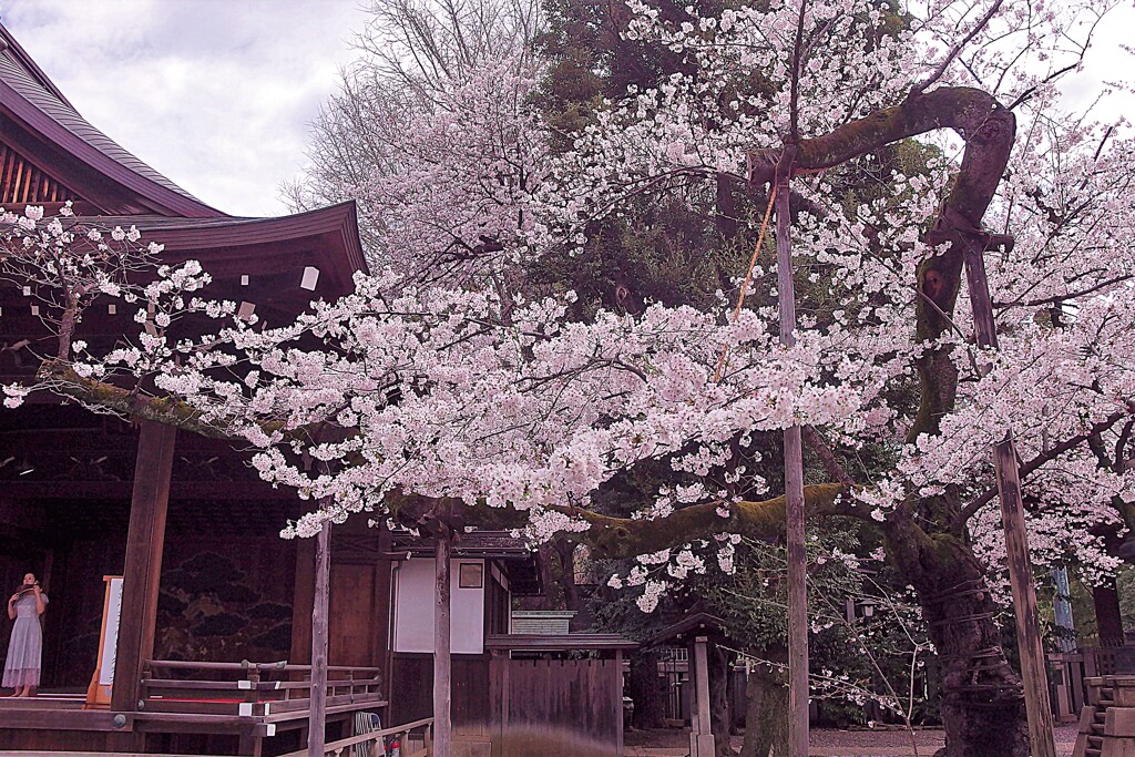 桜の標本木