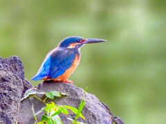 下池のカワセミ♂