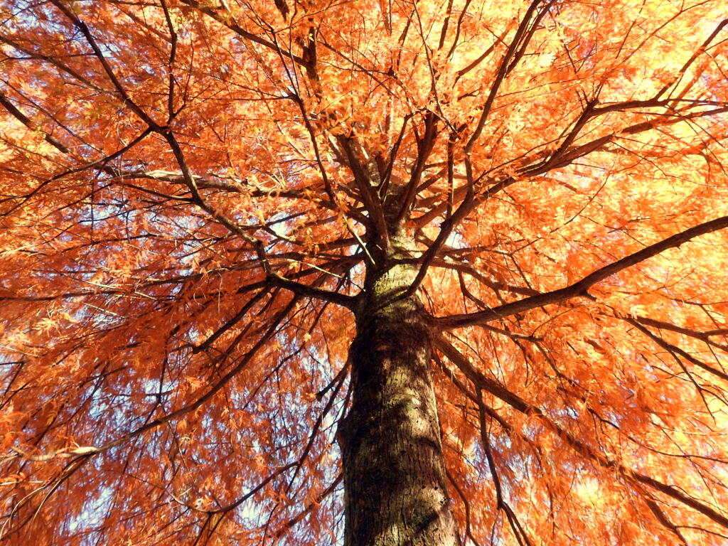 落羽松の紅葉