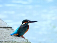 善福寺川のカワセミ
