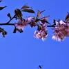 ヒマラヤ桜