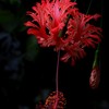 風鈴仏桑花