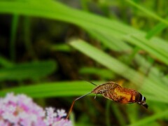柳花笠に法弱