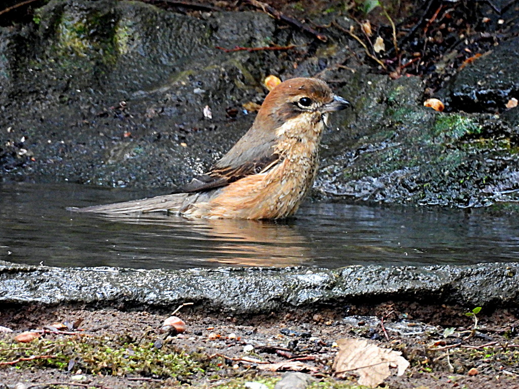 百舌鳥♀の入浴