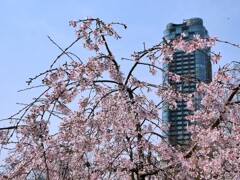枝垂れ桜