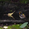 キビタキ