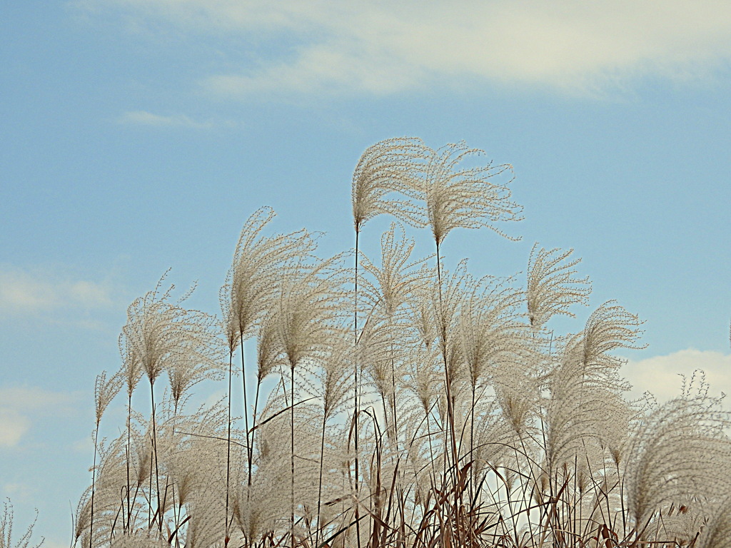 ススキ