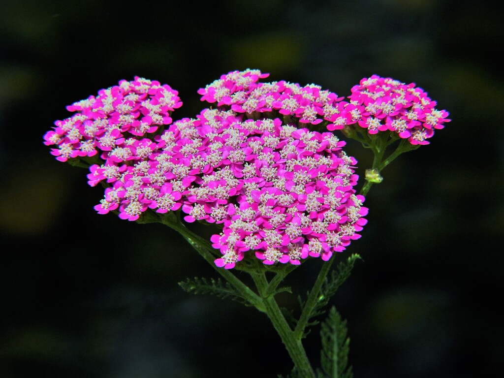 西洋鋸草