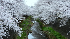 吉方橋の桜