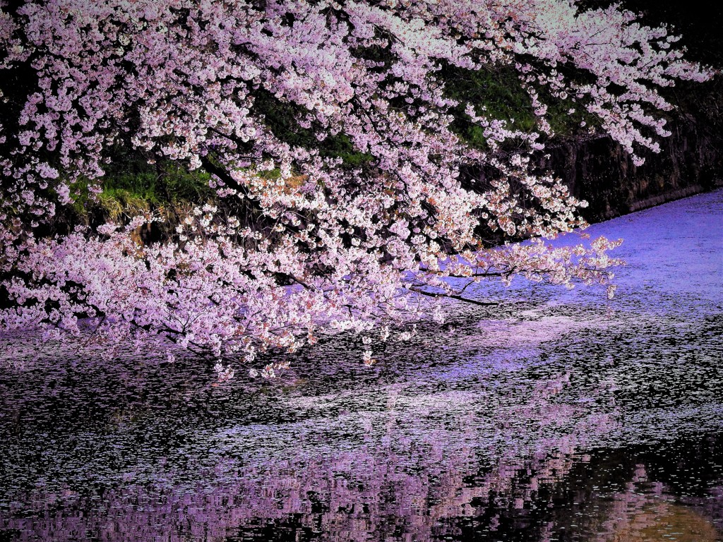 千鳥ヶ淵にて