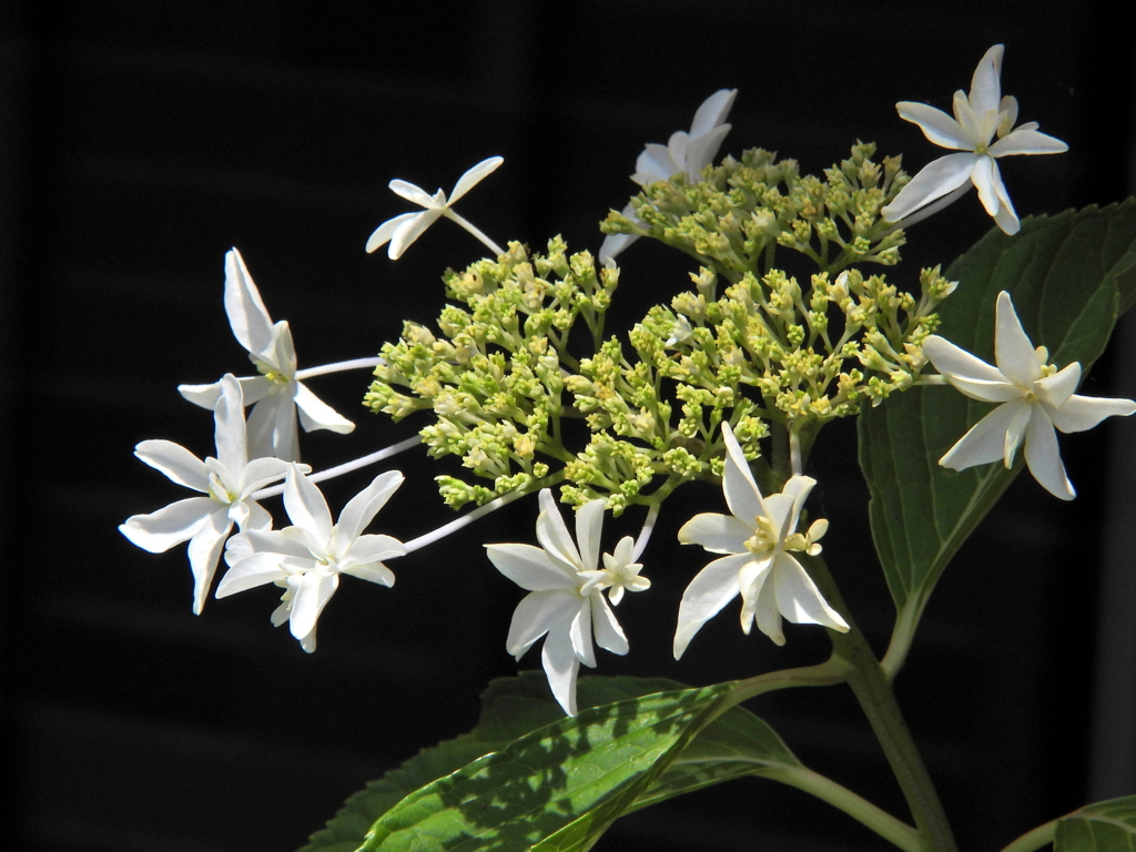 常緑四季咲きの紫陽花