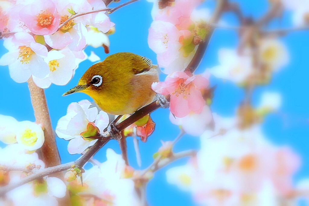木瓜ジロー