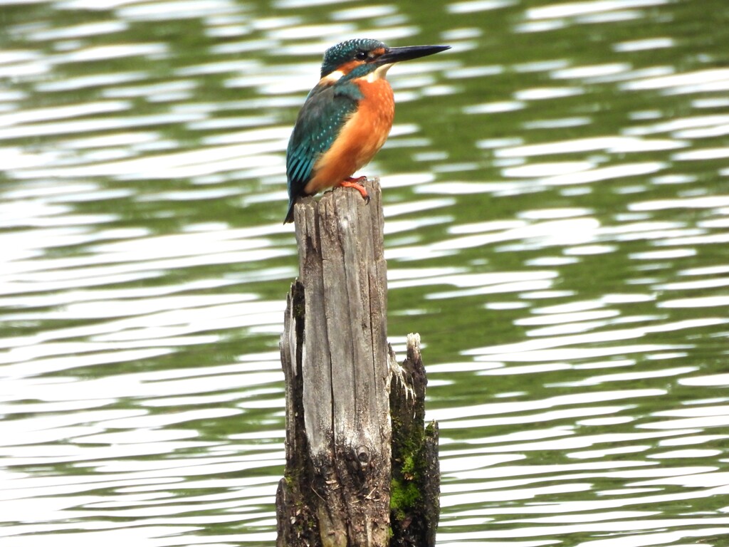 お立ち台の上に