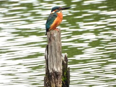 お立ち台の上に