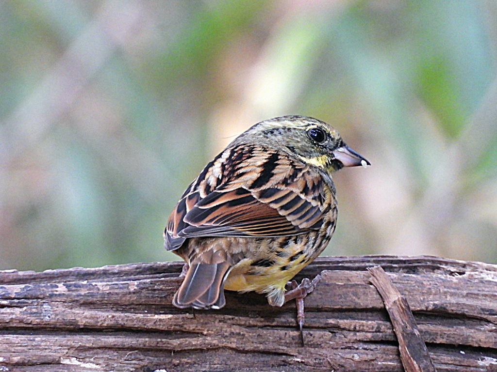 何を咥えてるのかな？