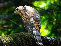 巣立ちした大鷹幼鳥