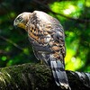 巣立ちした大鷹幼鳥