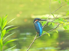 下池のカワセミ