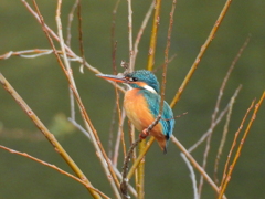 バードサンクチュアリにて