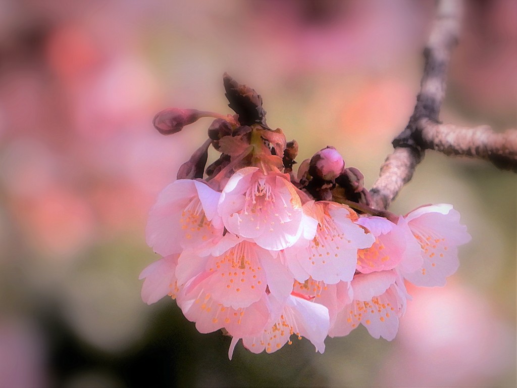 寒桜