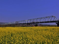 小布施橋と菜の花