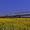 小布施橋と菜の花