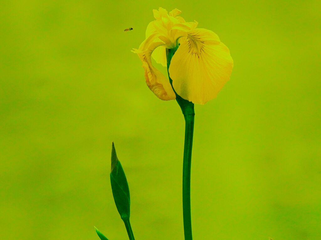 黄菖蒲に蜂