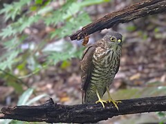 ツミ♀成鳥