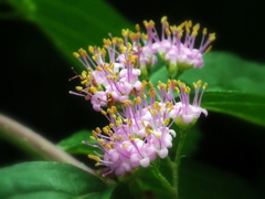 小紫の花