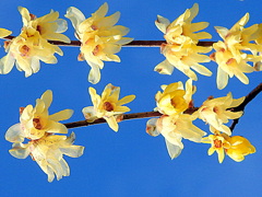 冬の空に輝く黄金の宝石