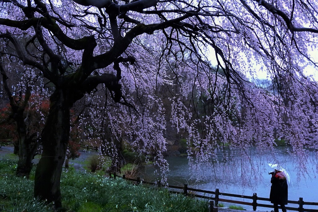 下の池の枝垂桜