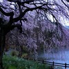 下の池の枝垂桜