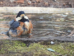 ずぶ濡れのヤマガラ