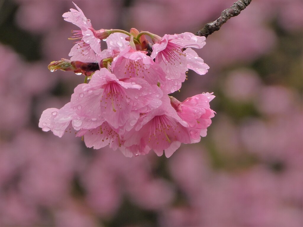 横浜緋桜