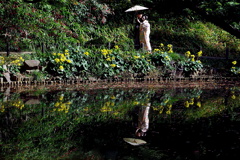 ツワブキの咲く池