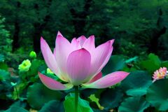 玄武紅蓮