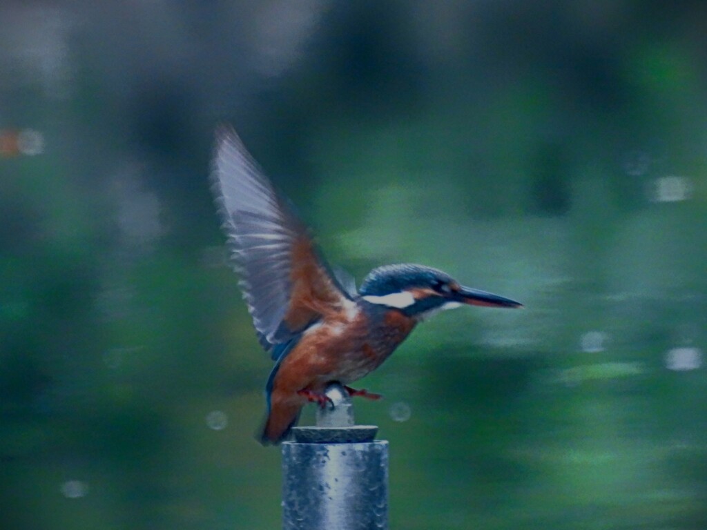 飛ぶよ～