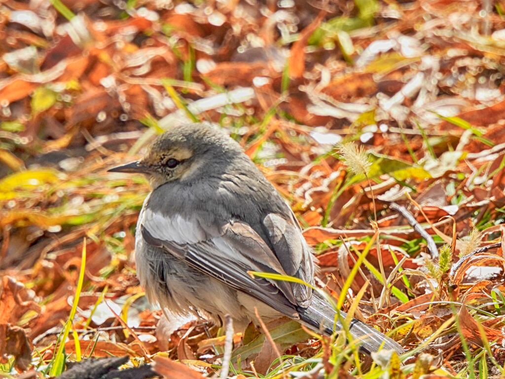 セキレイ幼鳥