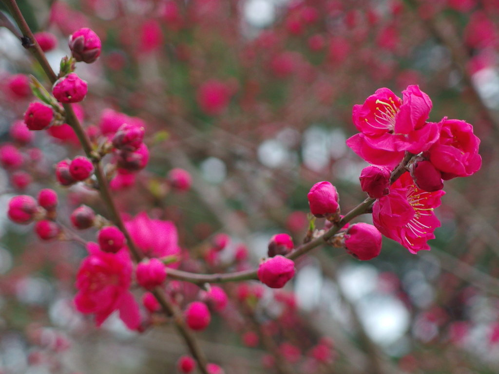 花桃