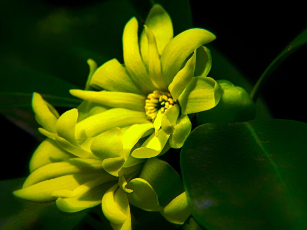 樒の花