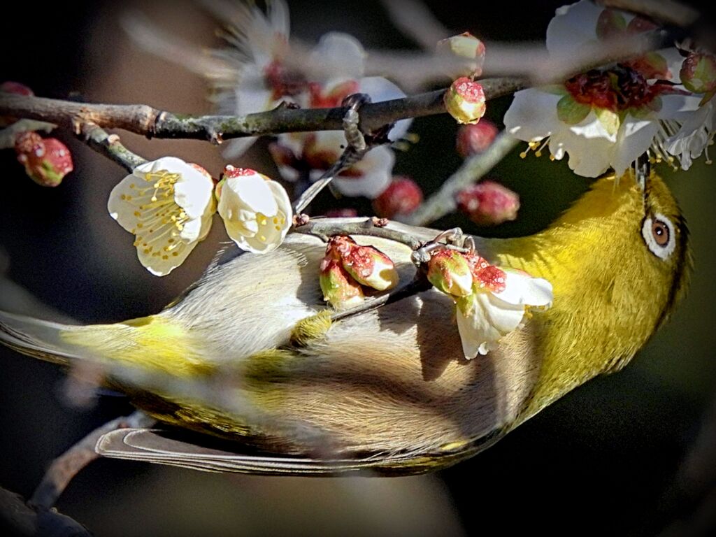ウメジロー