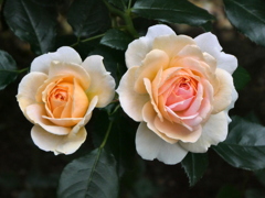 Garden of Roses
