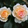 Garden of Roses