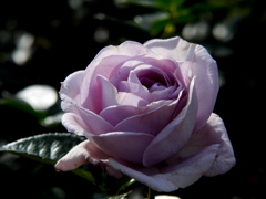 Blue Bajou